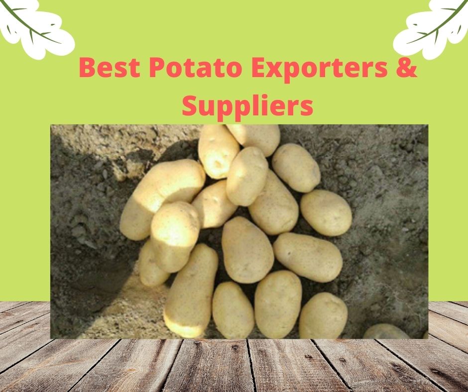 US Potato Exporters & Suppliers